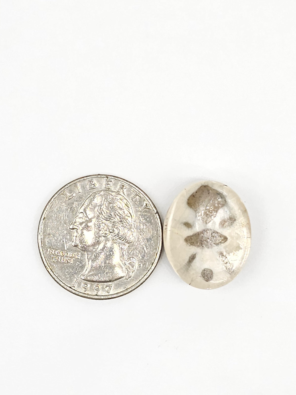 Sand Dollar Fossil - Medium