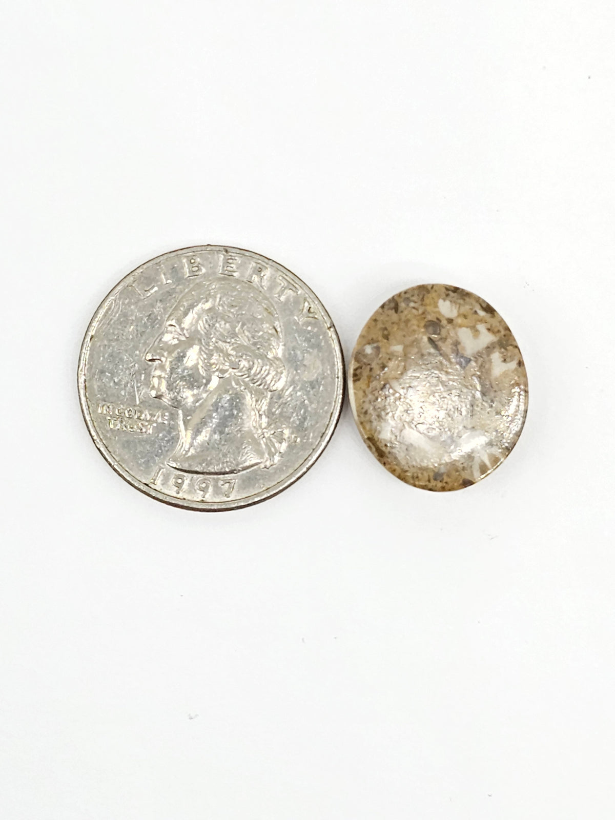 Sand Dollar Fossil - Medium