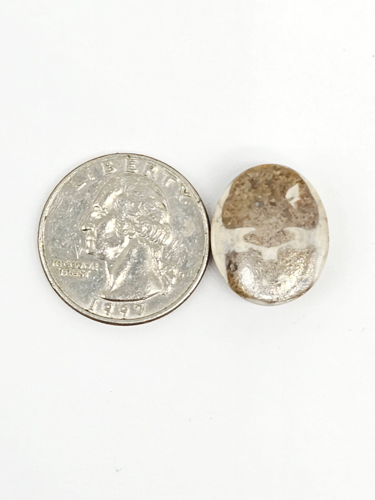Sand Dollar Fossil - Medium
