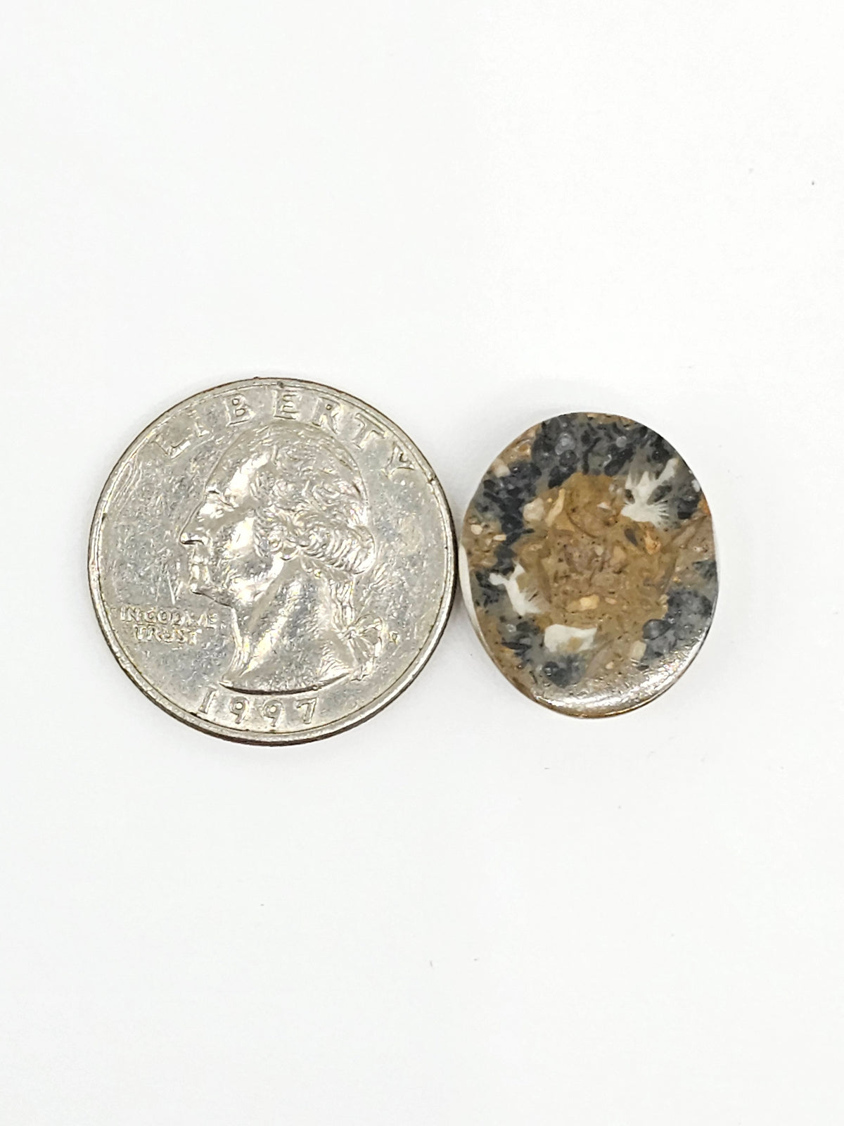 Sand Dollar Fossil - Medium