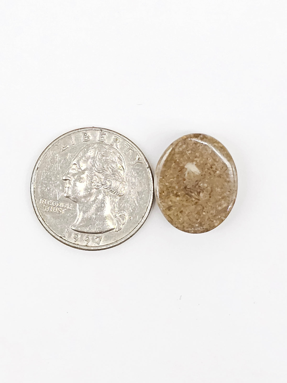 Sand Dollar Fossil - Medium