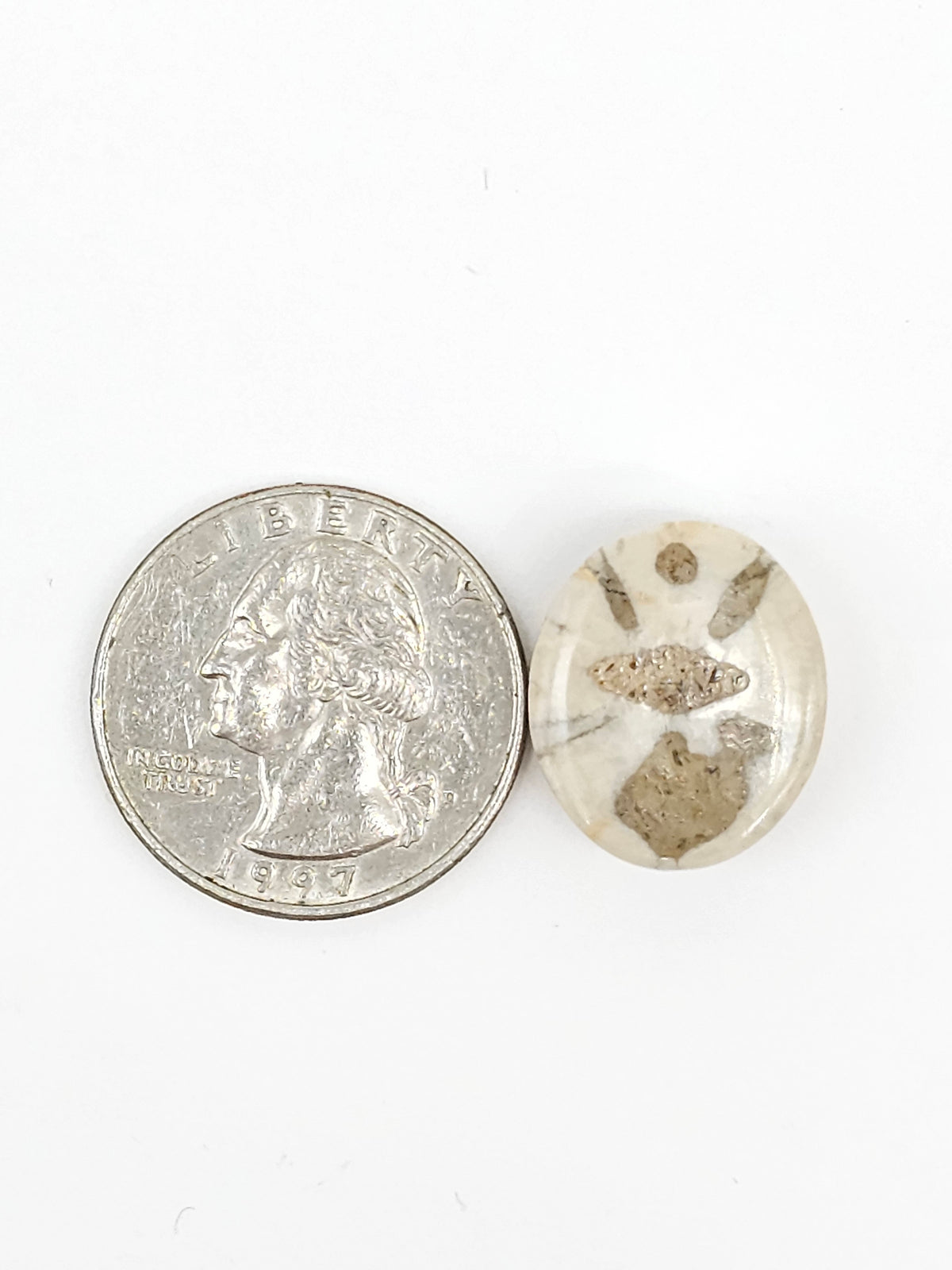 Sand Dollar Fossil - Medium