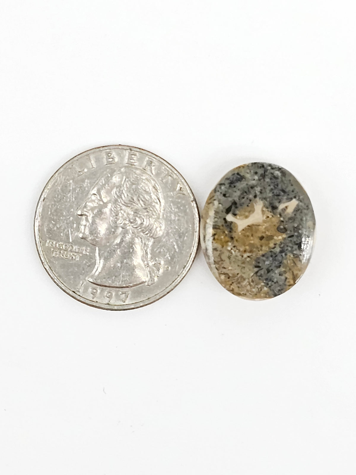 Sand Dollar Fossil - Medium