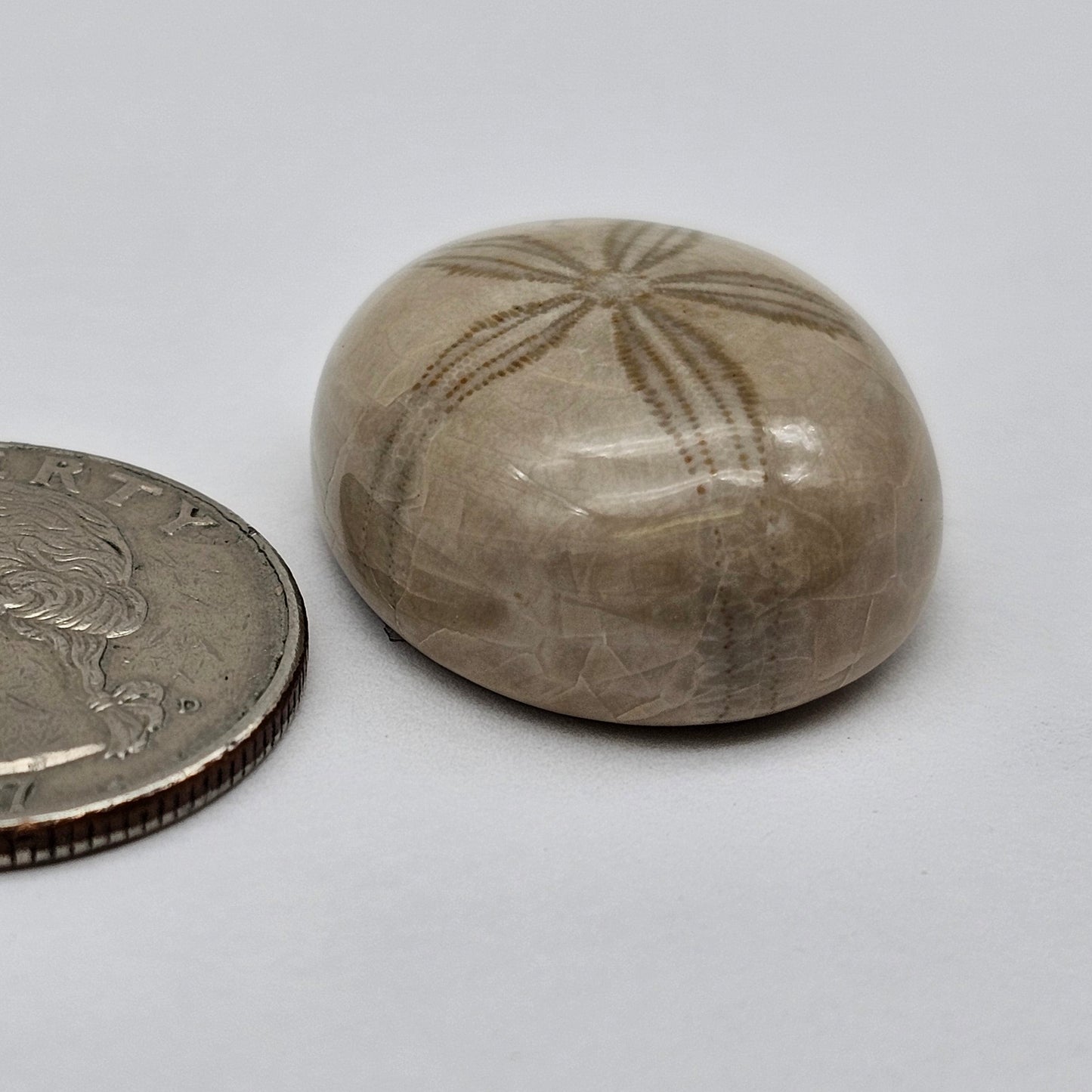 Sand Dollar fossil large