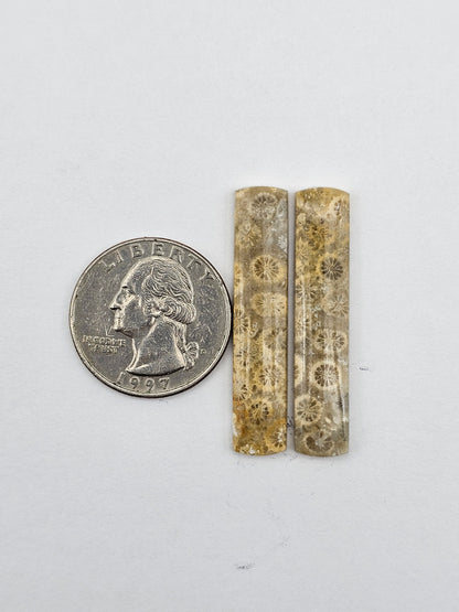 Fossilized Coral pair