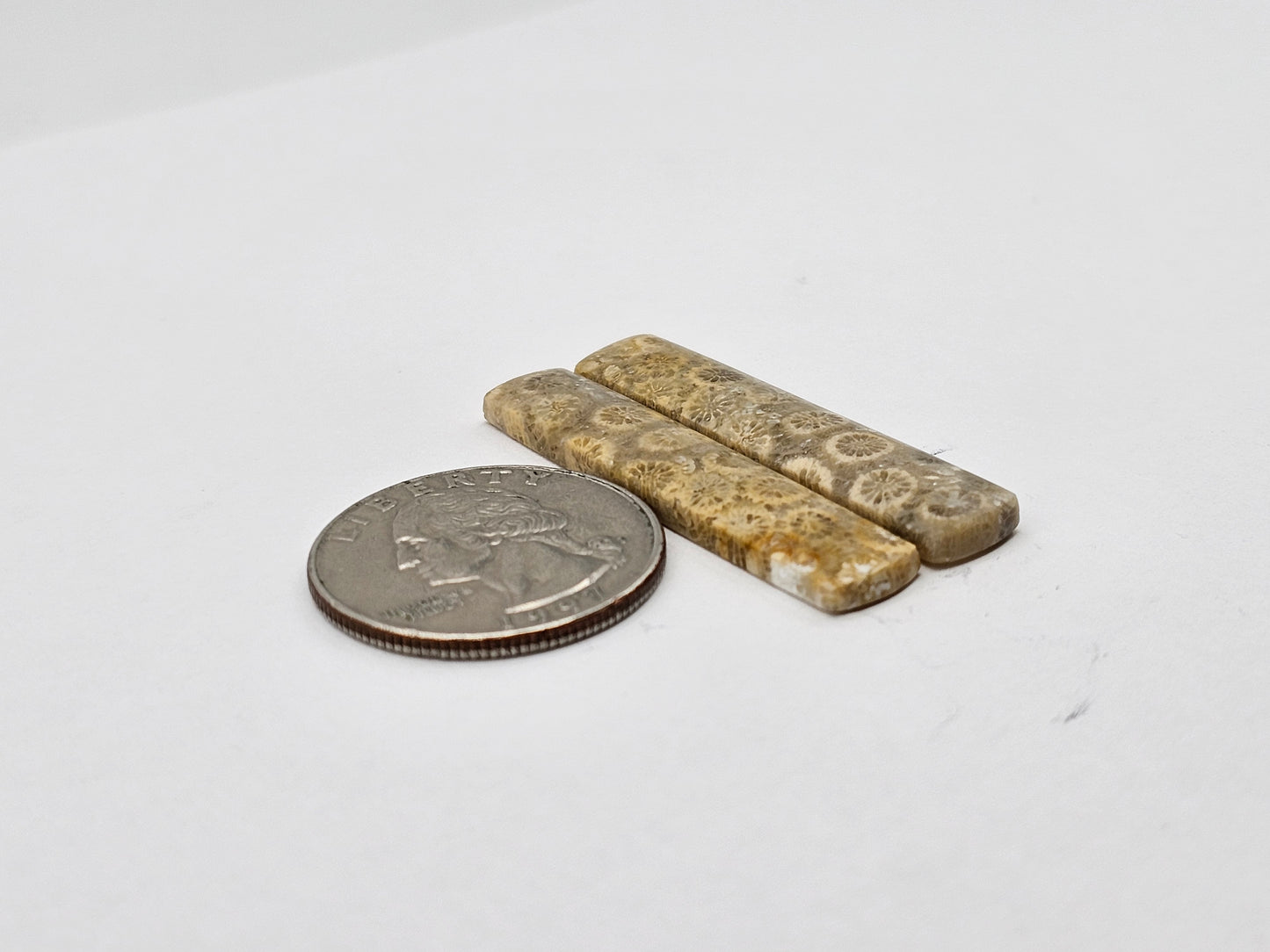 Fossilized Coral pair