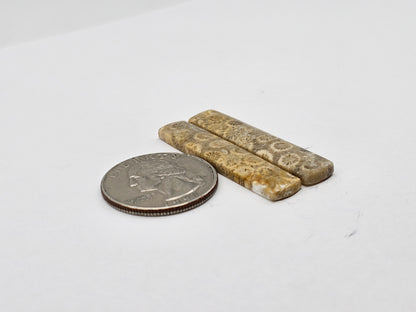 Fossilized Coral pair