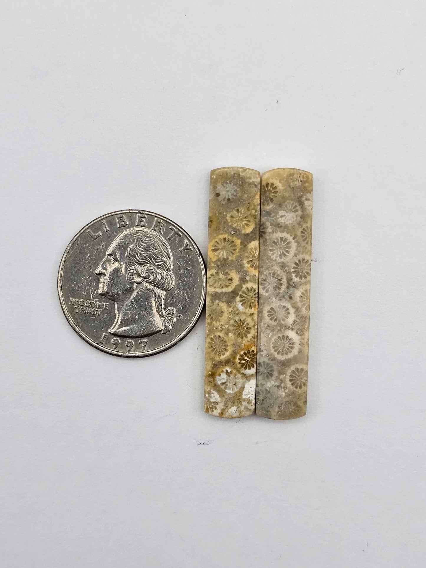 Fossilized Coral pair