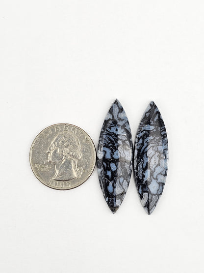 Fossilized dinosaur bone pair