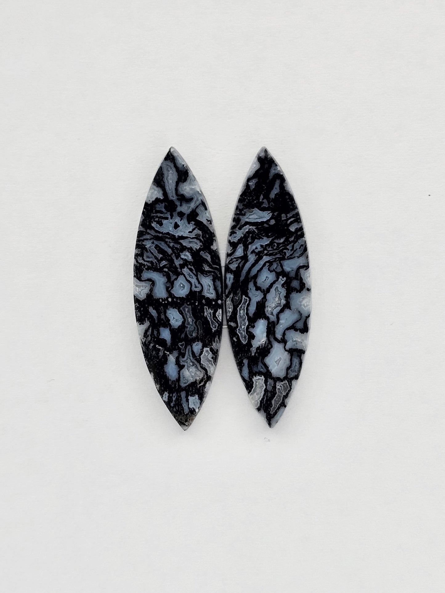 Fossilized dinosaur bone pair