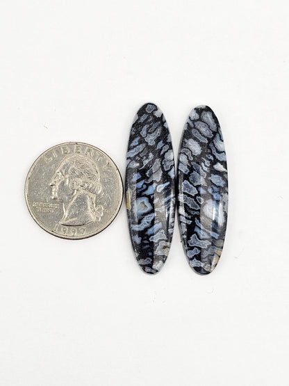 Fossilized dinosaur bone pair