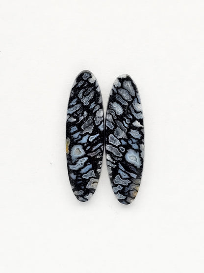 Fossilized dinosaur bone pair