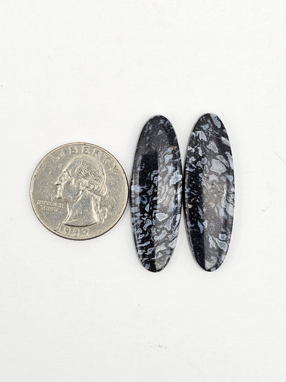 Fossilized dinosaur bone pair
