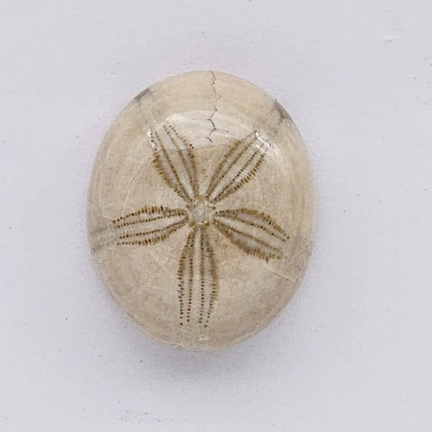 Sand Dollar fossil large