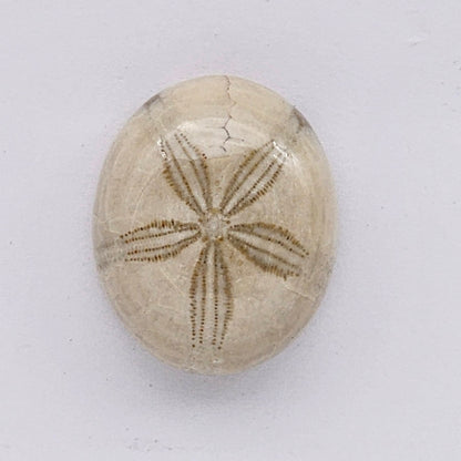 Sand Dollar fossil large