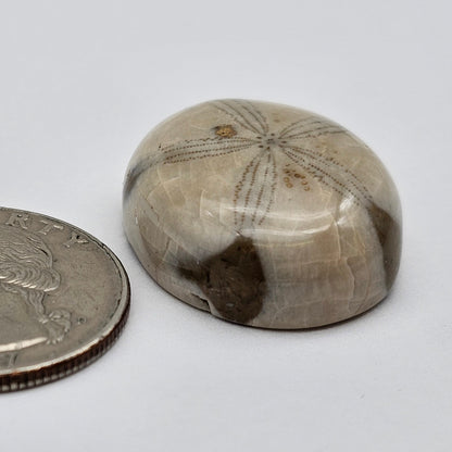 Sand Dollar fossil large