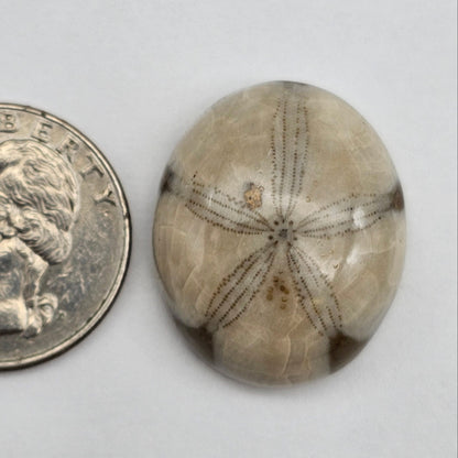 Sand Dollar fossil large