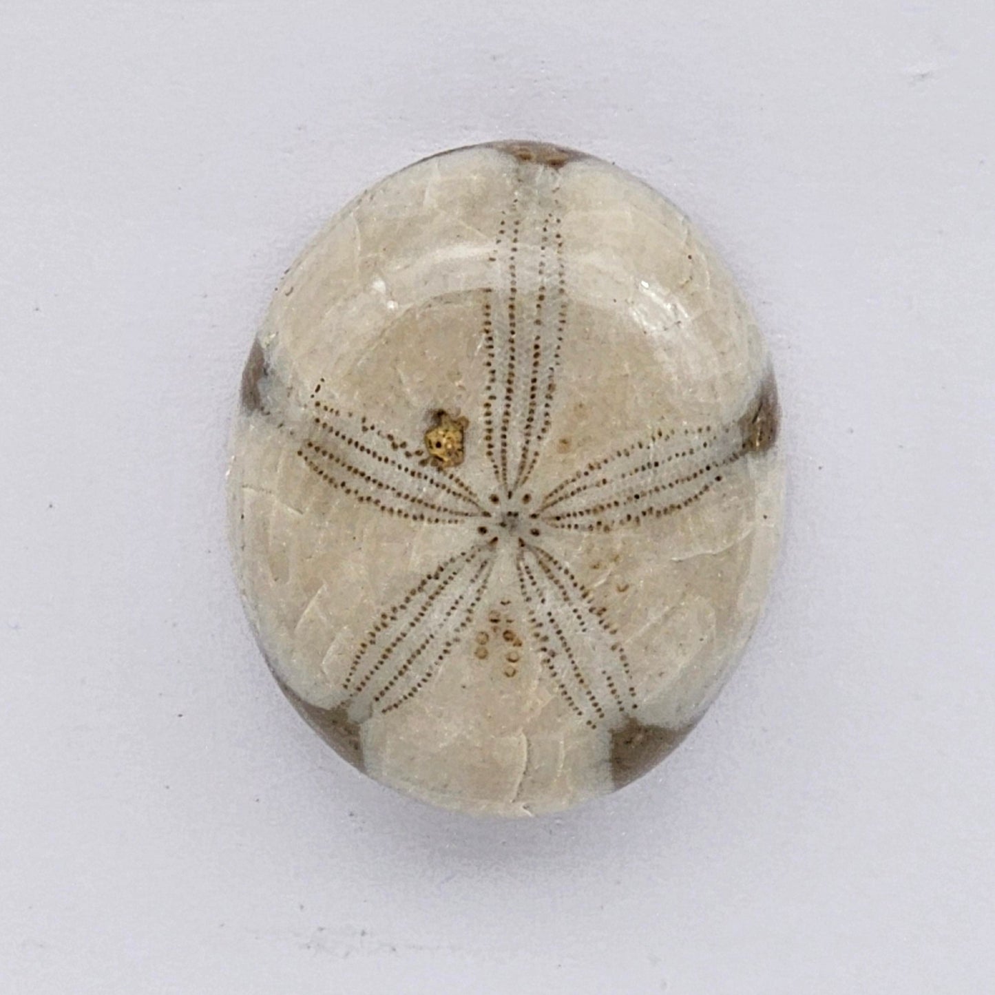 Sand Dollar fossil large