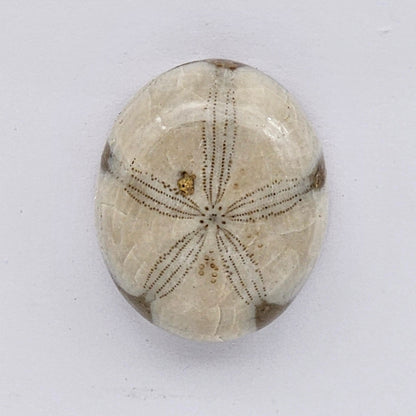 Sand Dollar fossil large