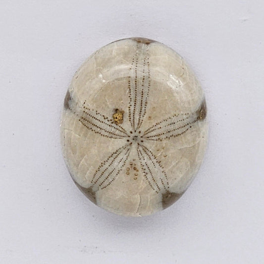 Sand Dollar fossil large