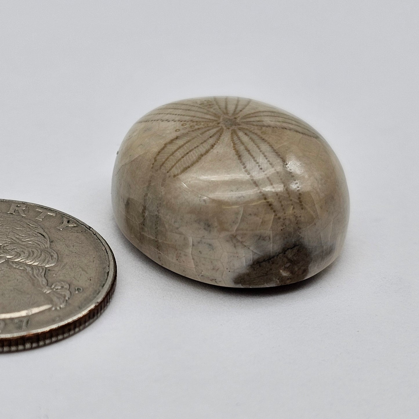 Sand Dollar fossil large