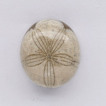 Sand Dollar fossil large
