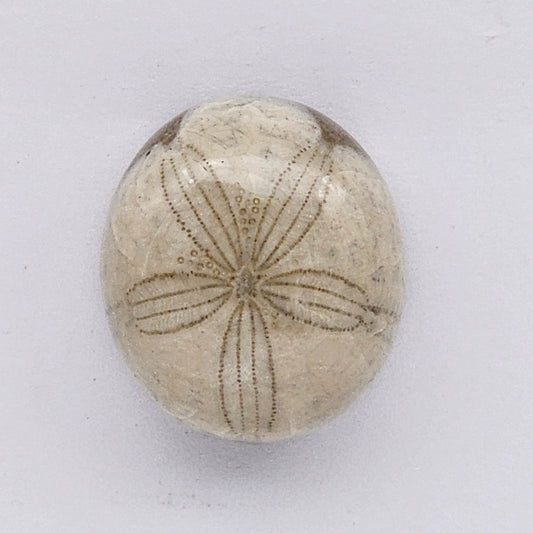Sand Dollar fossil large