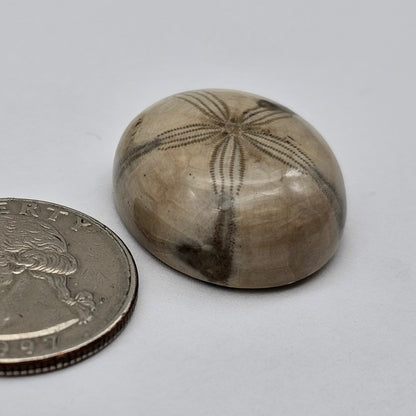 Sand Dollar fossil large