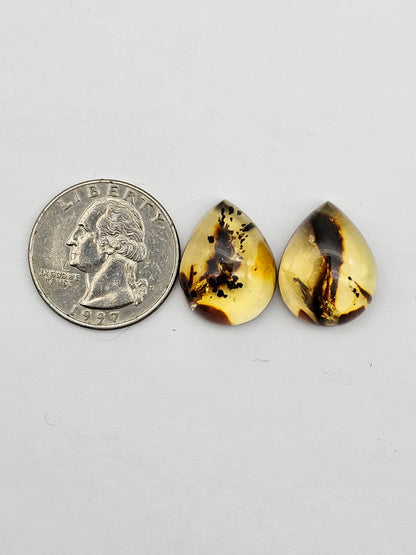 Amber authentic cabochon pair large