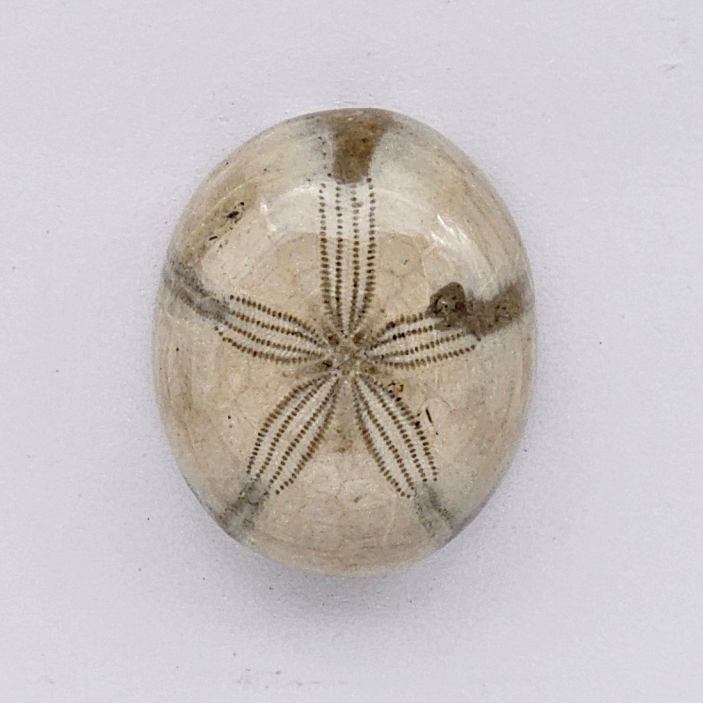 Sand Dollar fossil large