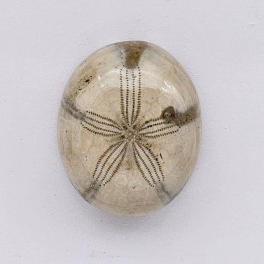 Sand Dollar fossil large