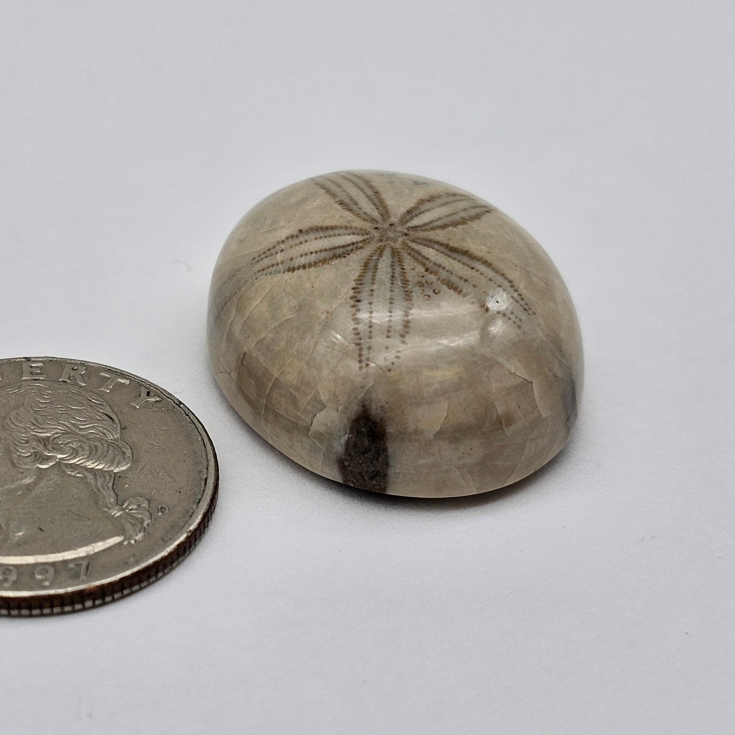 Sand Dollar fossil large