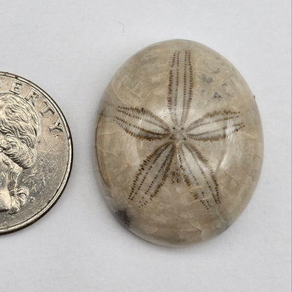 Sand Dollar fossil large