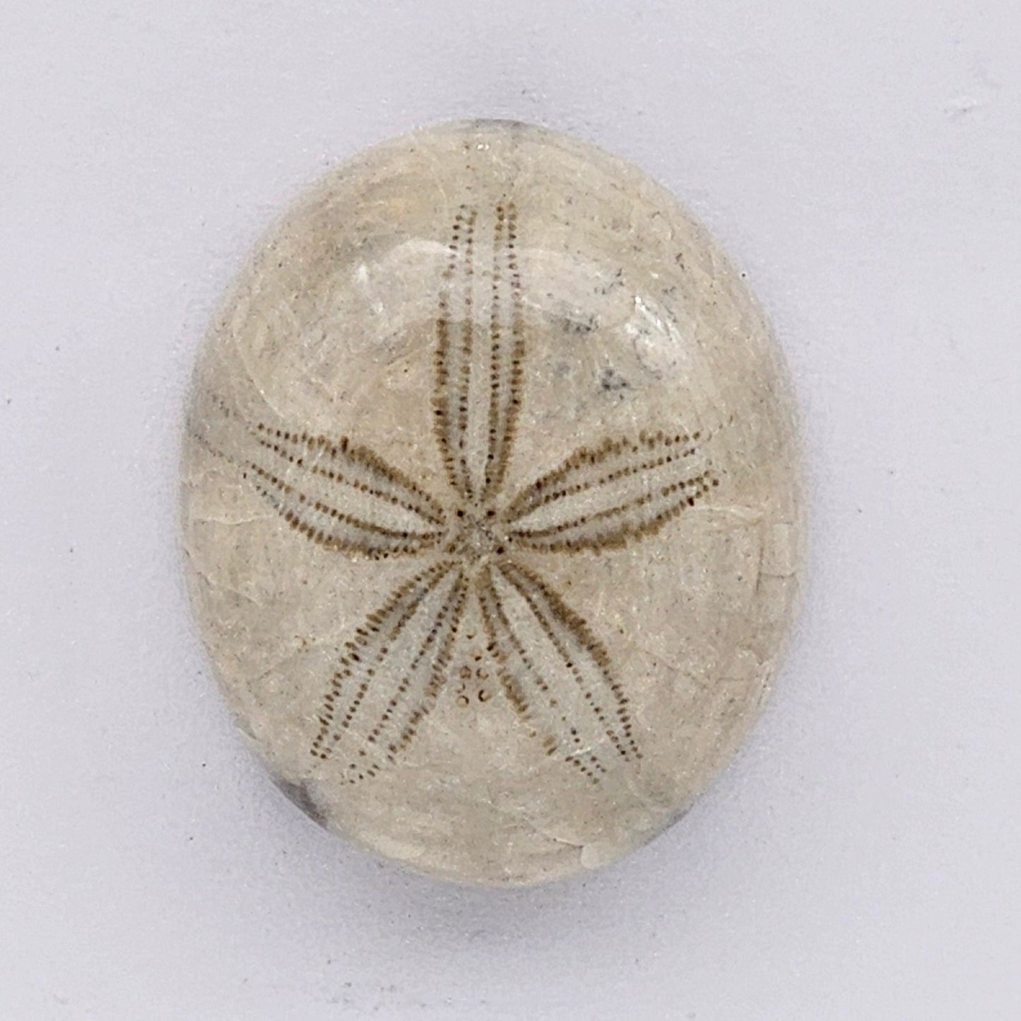 Sand Dollar fossil large