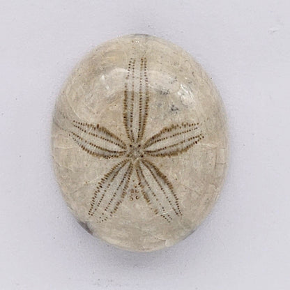 Sand Dollar fossil large