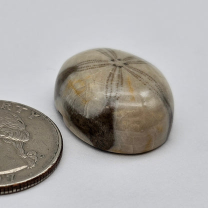 Sand Dollar fossil large