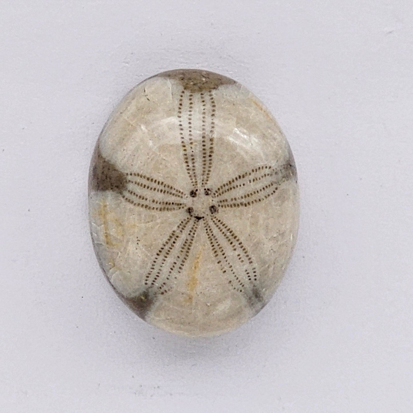 Sand Dollar fossil large