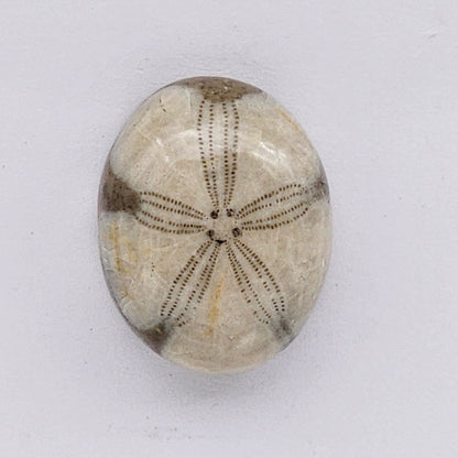 Sand Dollar fossil large