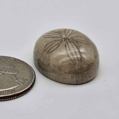 Sand Dollar fossil large