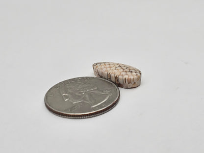 Snake skin agate cabochon