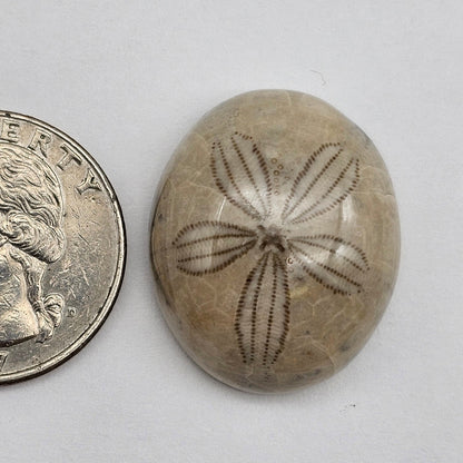 Sand Dollar fossil large