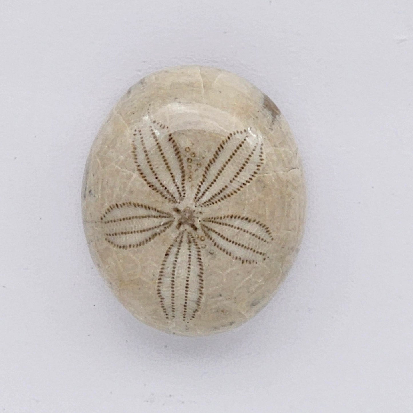Sand Dollar fossil large