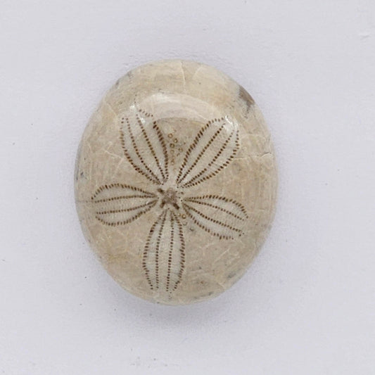 Sand Dollar fossil large
