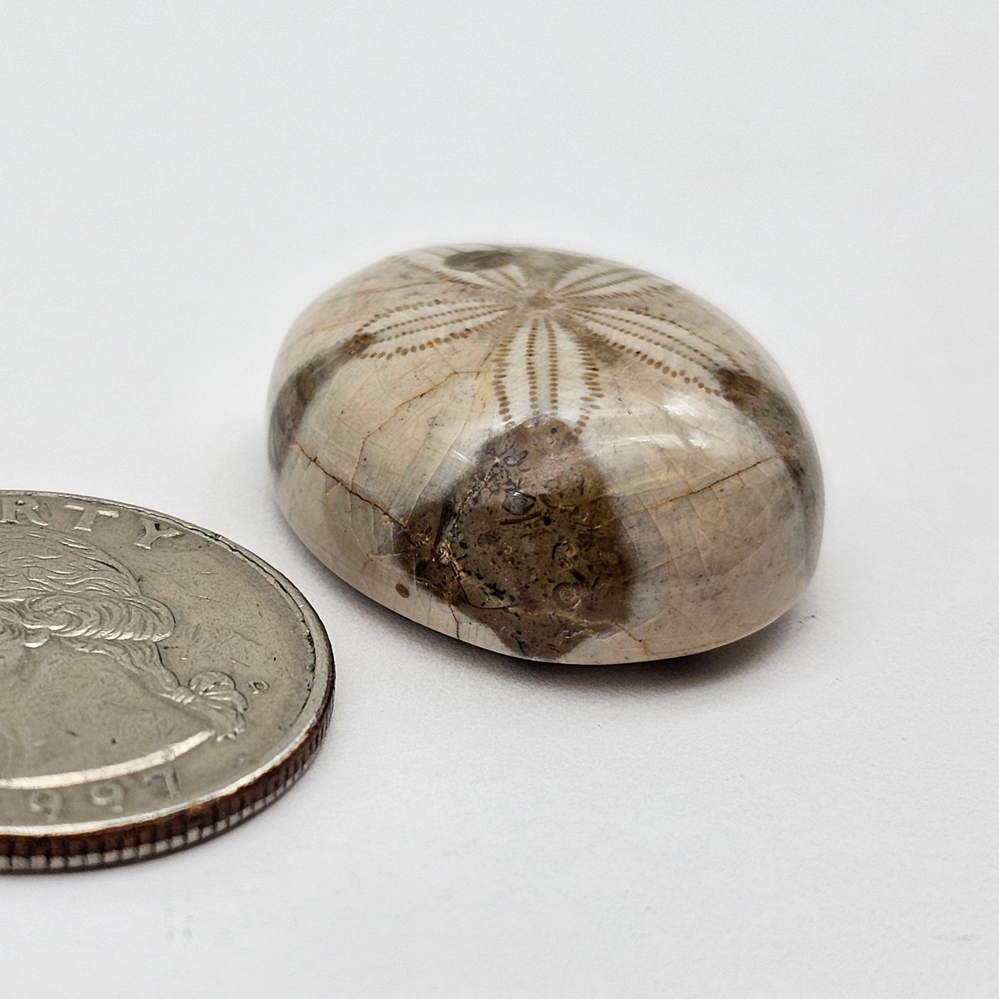 Sand Dollar fossil large