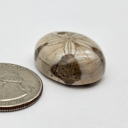 Sand Dollar fossil large