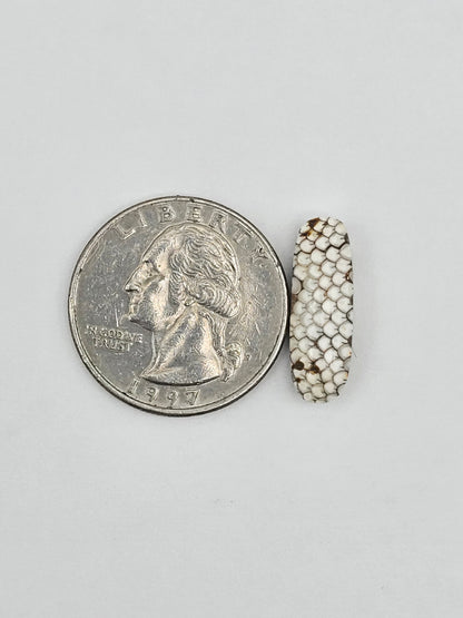 Snake skin agate cabochon