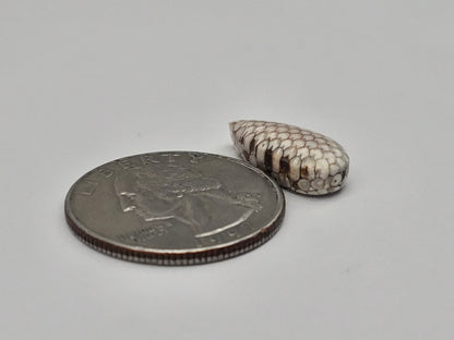 Snake skin agate cabochon