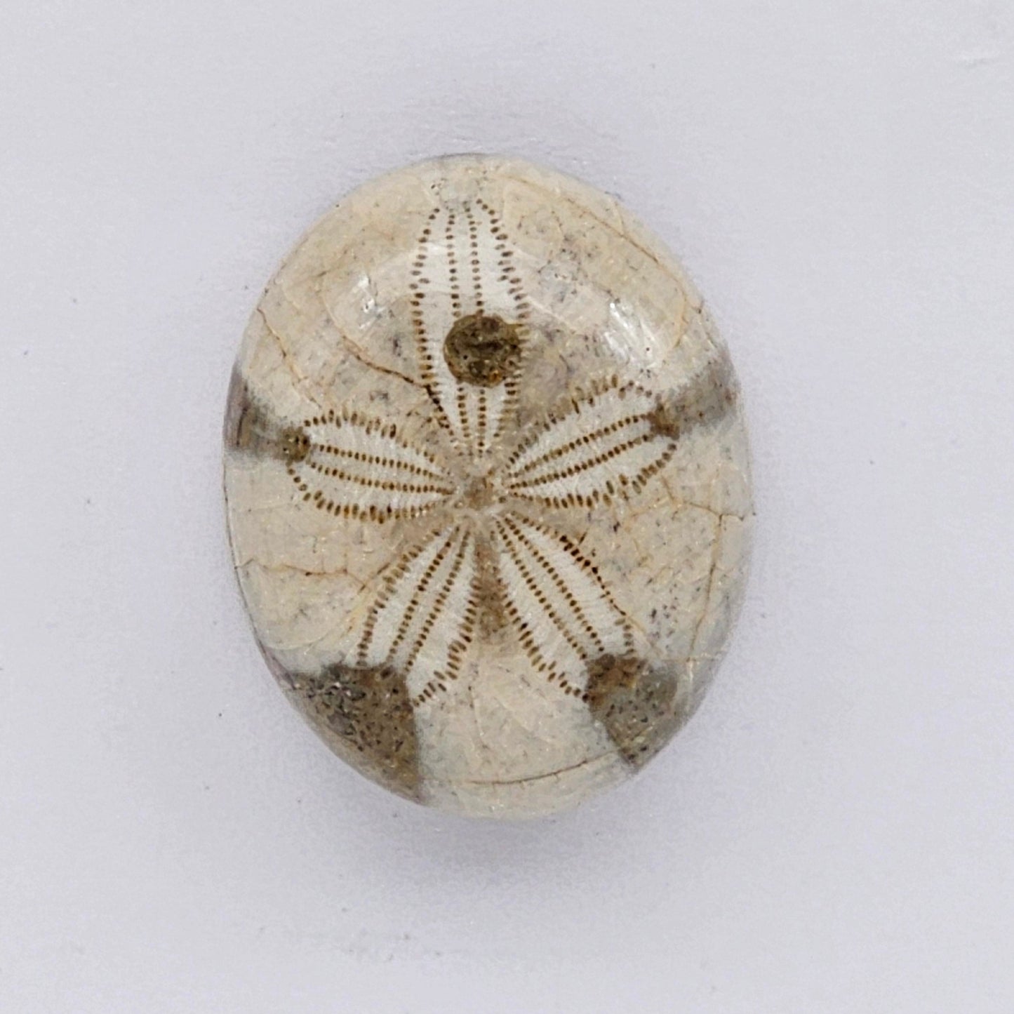 Sand Dollar fossil large