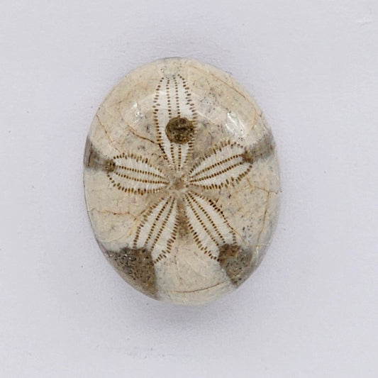Sand Dollar fossil large