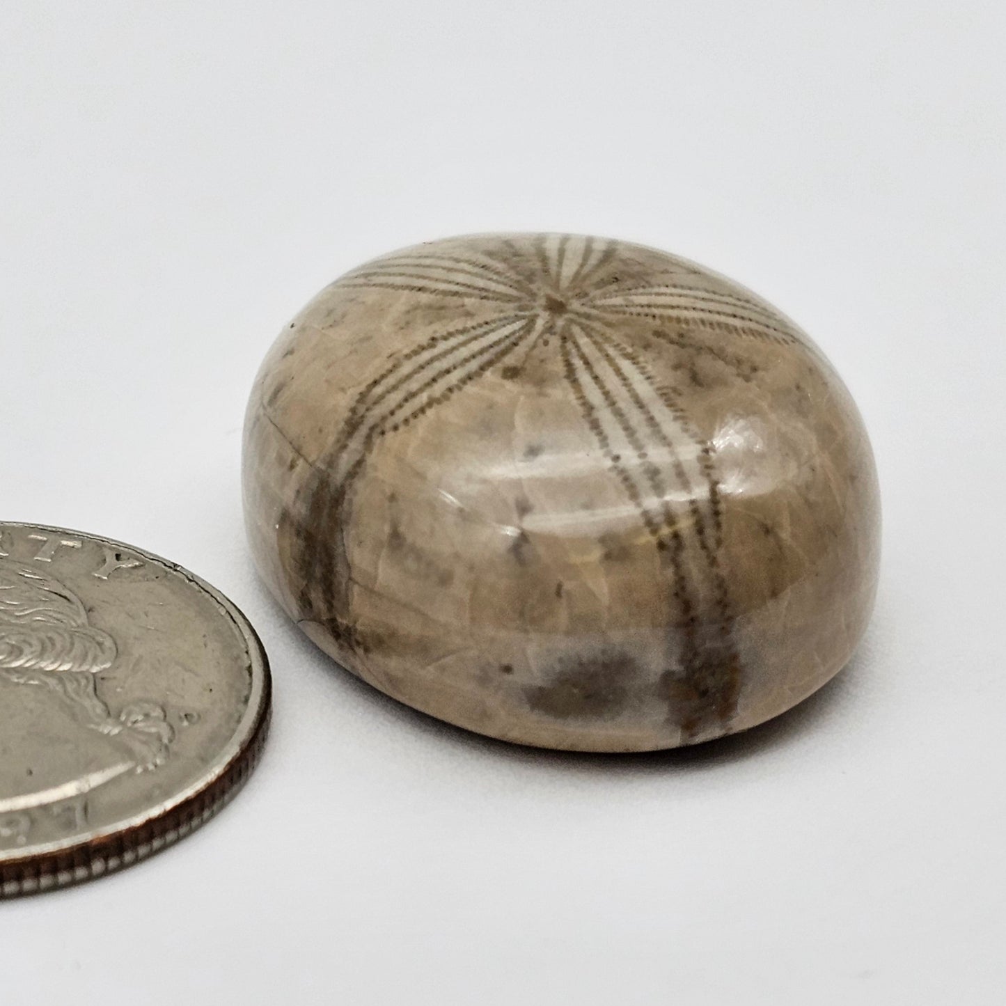 Sand Dollar fossil large
